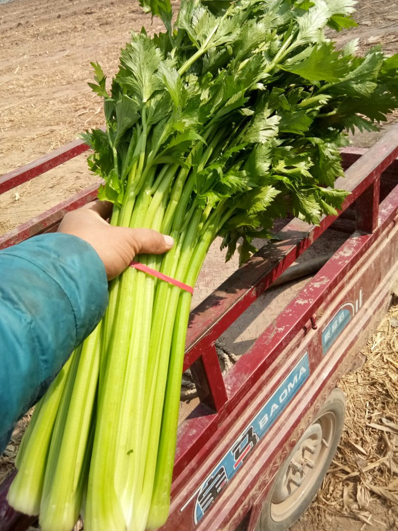滑县芹菜，60公分以上，有需要的大量有货啊，