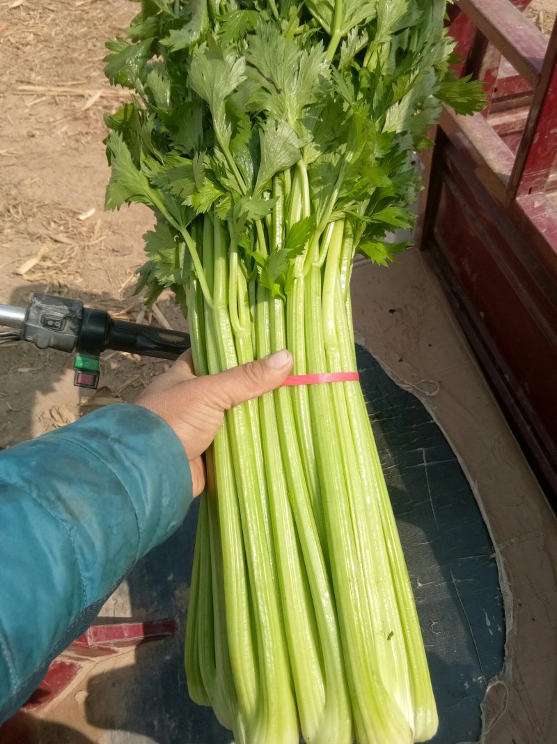 滑县芹菜，60公分以上，有需要的大量有货啊，