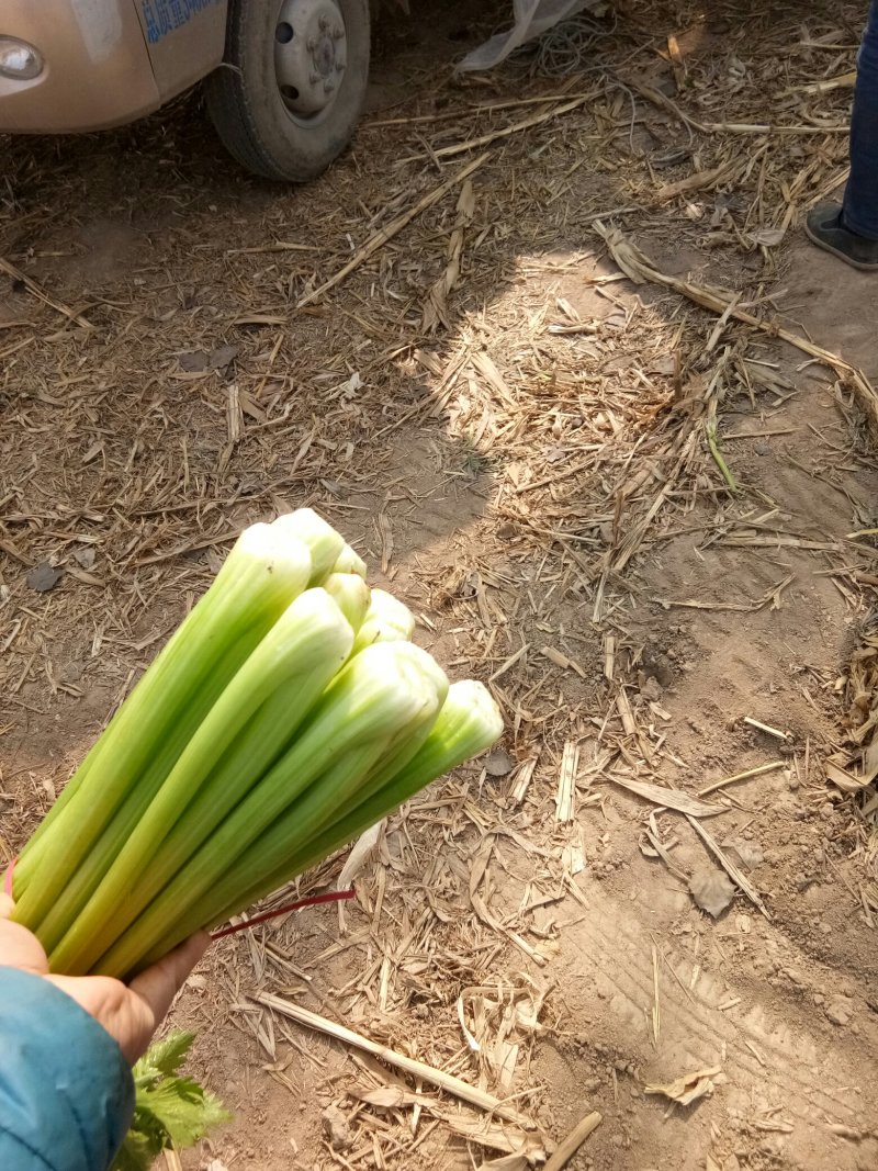 滑县芹菜，60公分以上，有需要的大量有货啊，