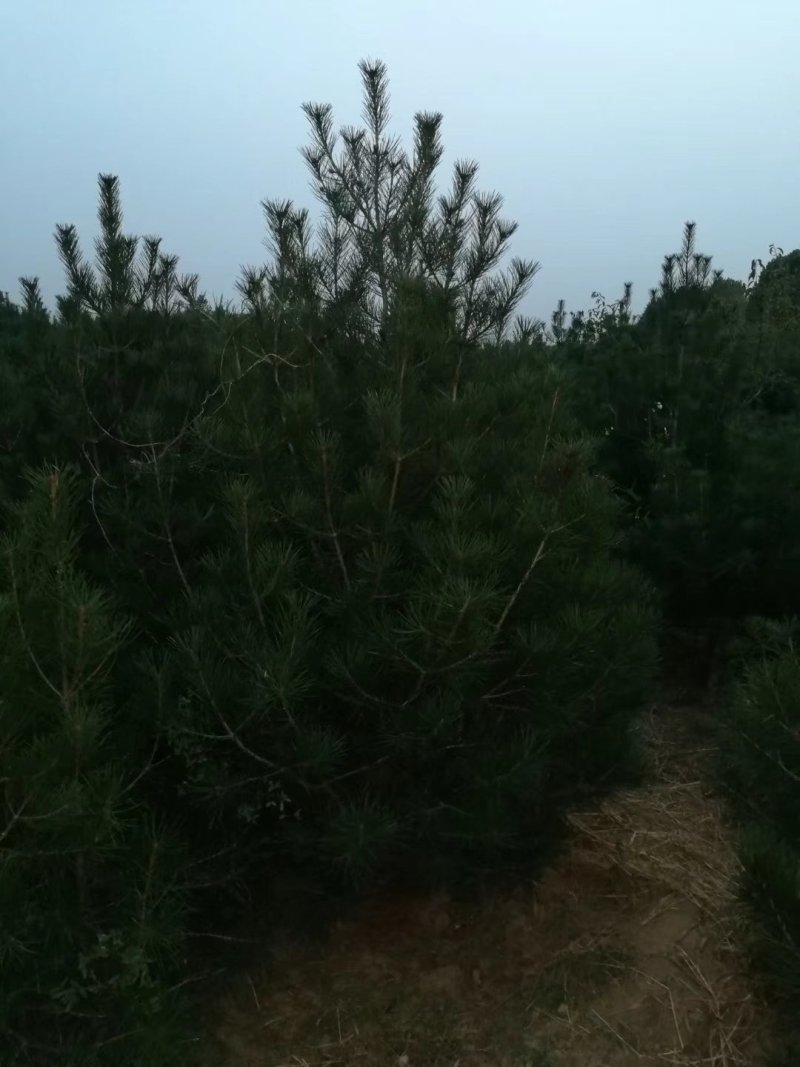 基地大量供应各种规格的白皮松，营养杯小苗