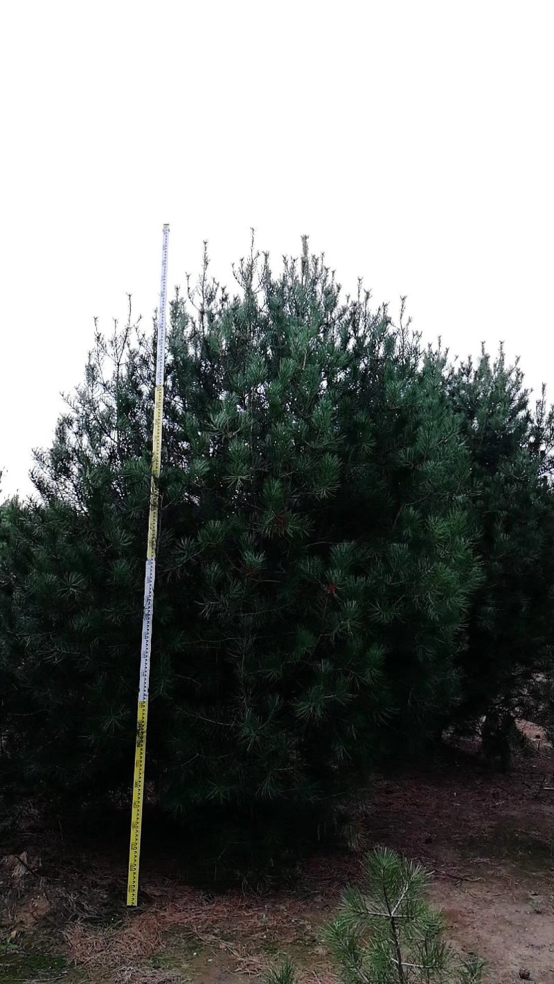 基地大量供应各种规格的白皮松，营养杯小苗