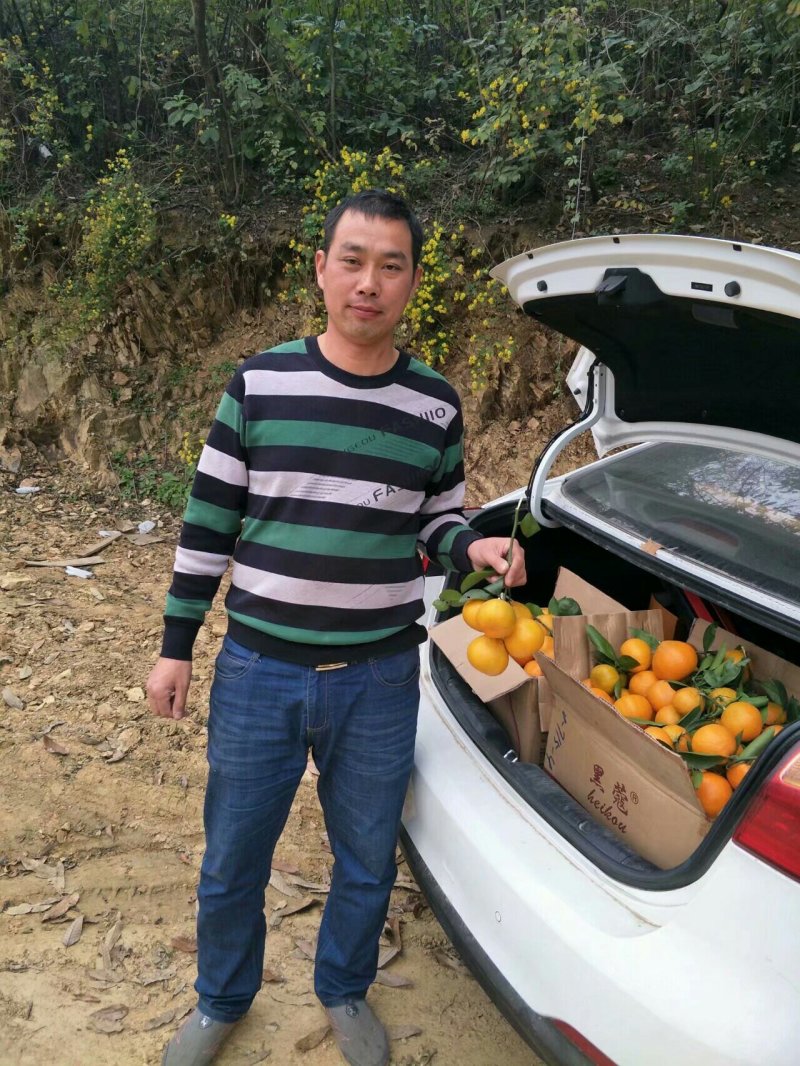 丹江口市蜜橘自家果园现场采摘
