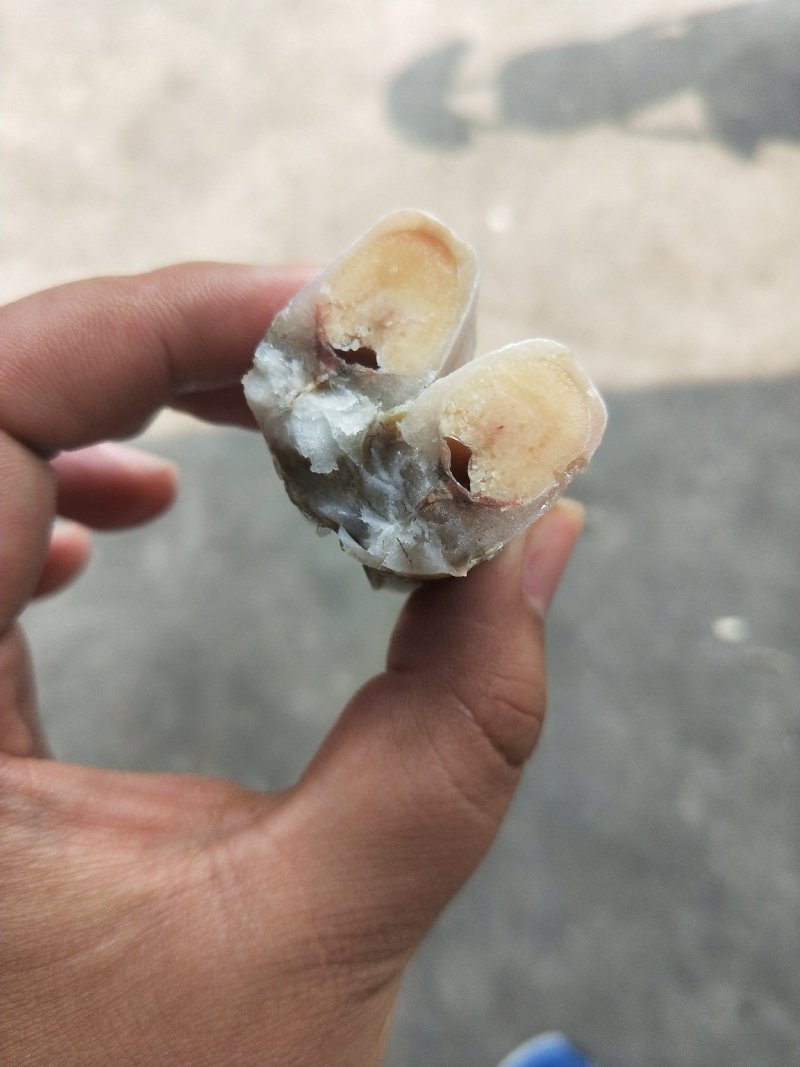 多春鱼