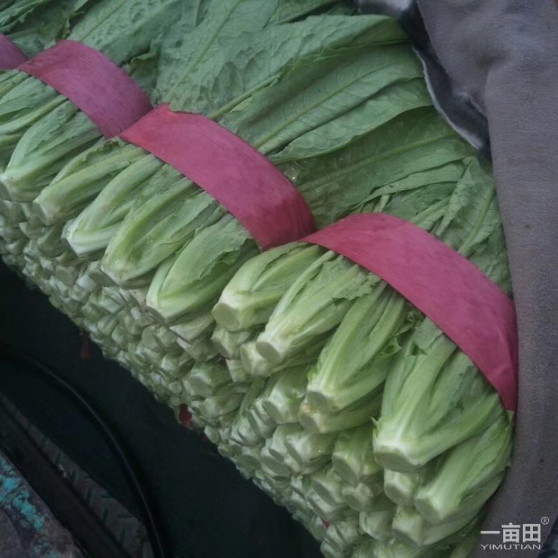 美冠25~30厘米以上，供应全国各大批发市场超市电商