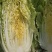 黄心菜