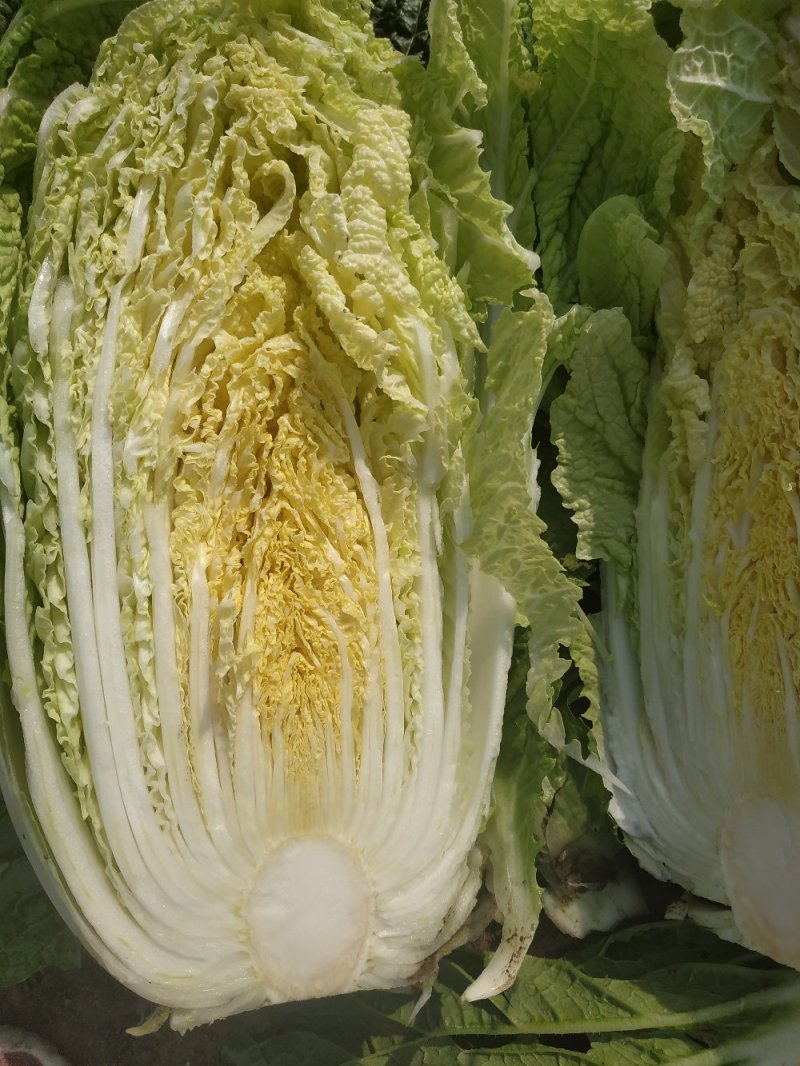黄心菜