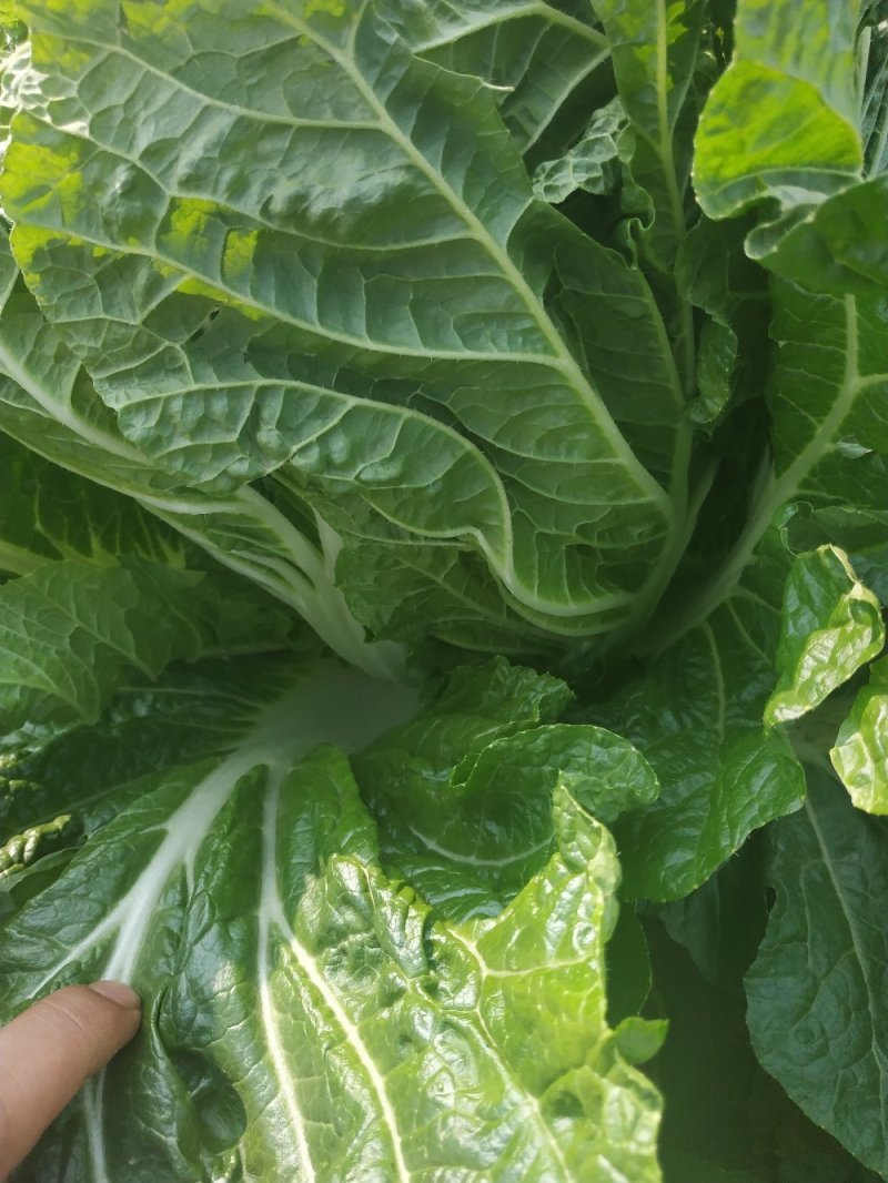 黄心菜