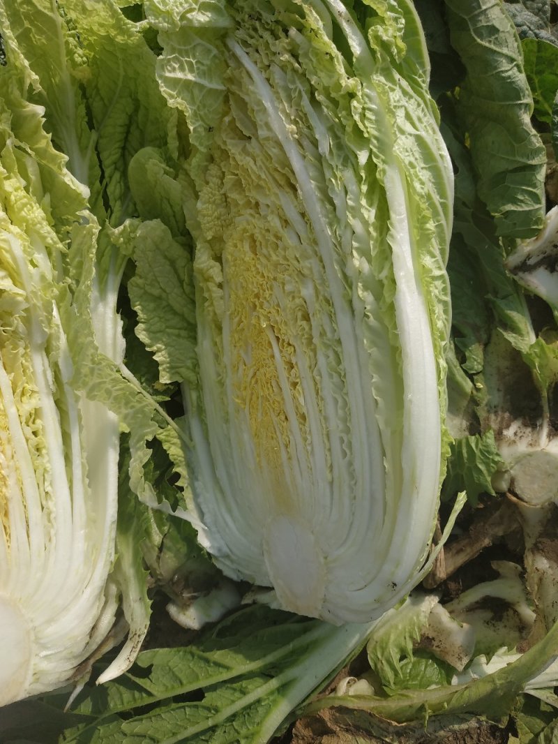 黄心菜