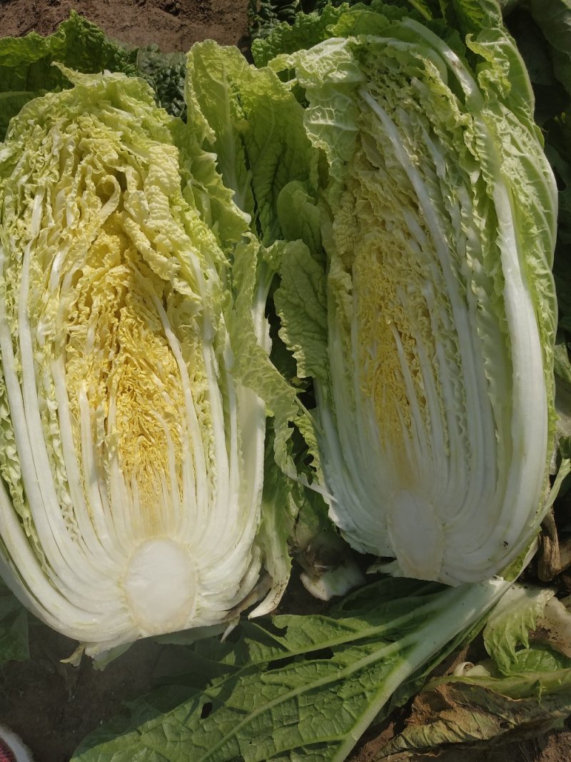 黄心菜