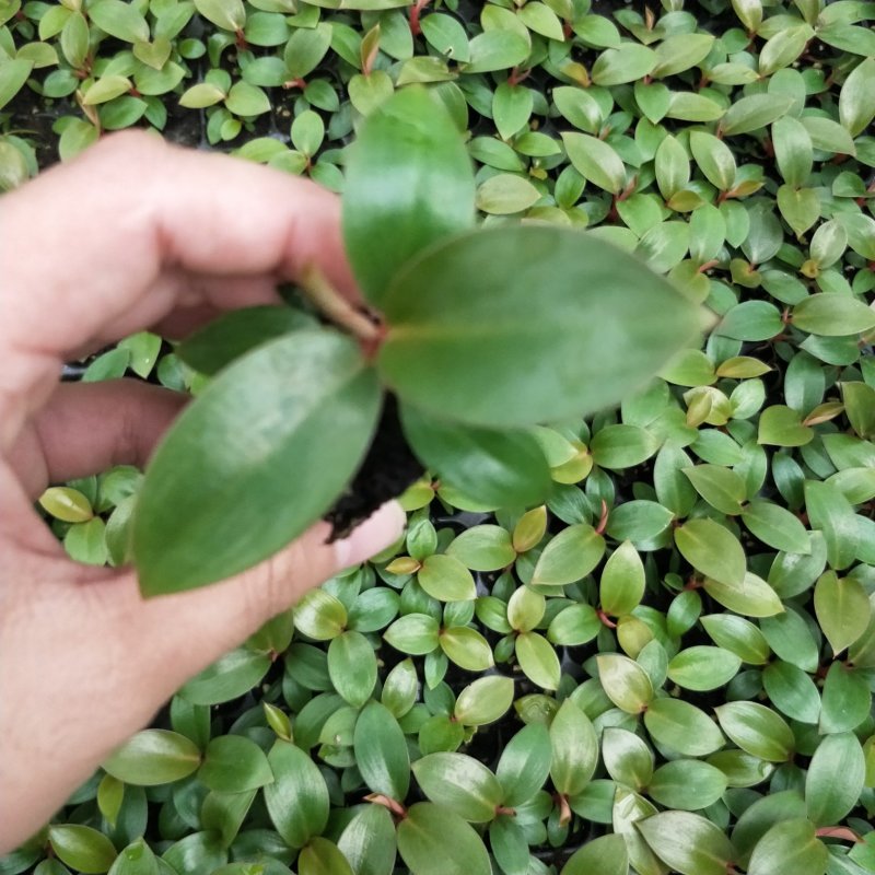 红钻种苗