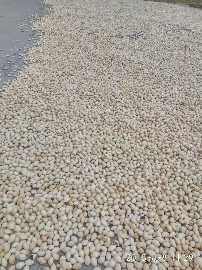 药果，白果，银杏果
