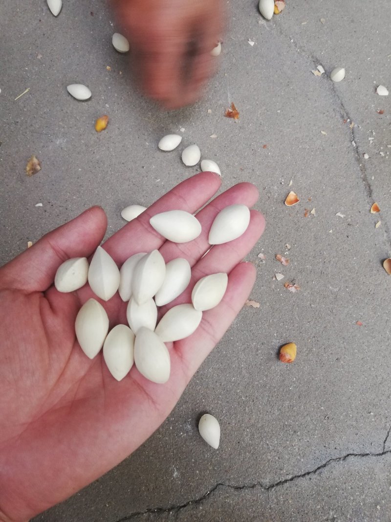 药果，白果，银杏果