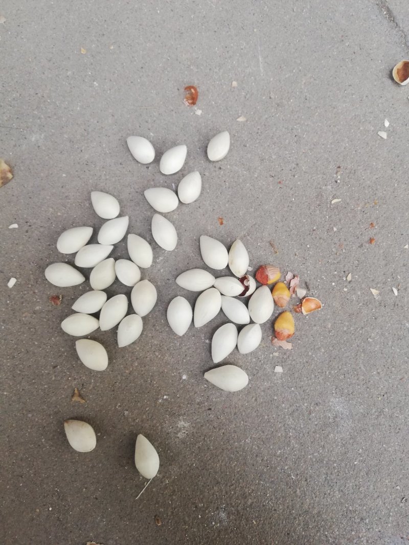 药果，白果，银杏果