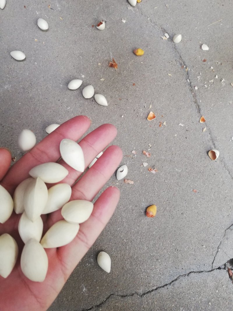 药果，白果，银杏果