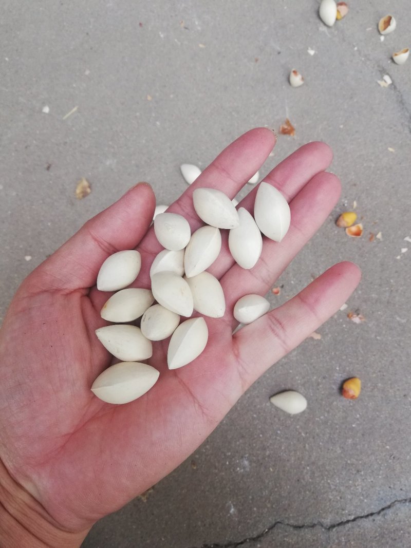 药果，白果，银杏果