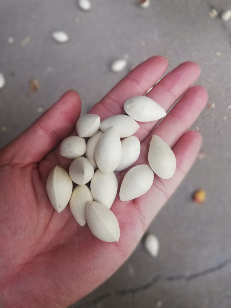药果，白果，银杏果