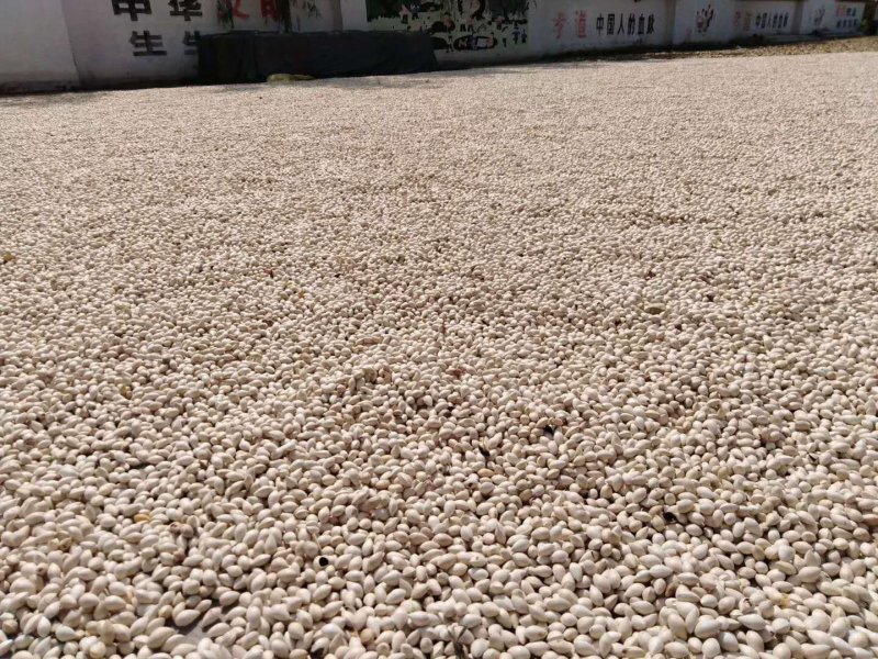 药果，白果，银杏果
