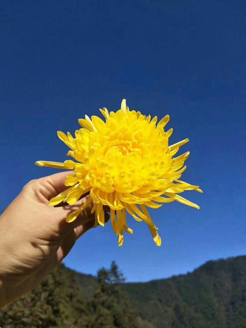 菊花茶