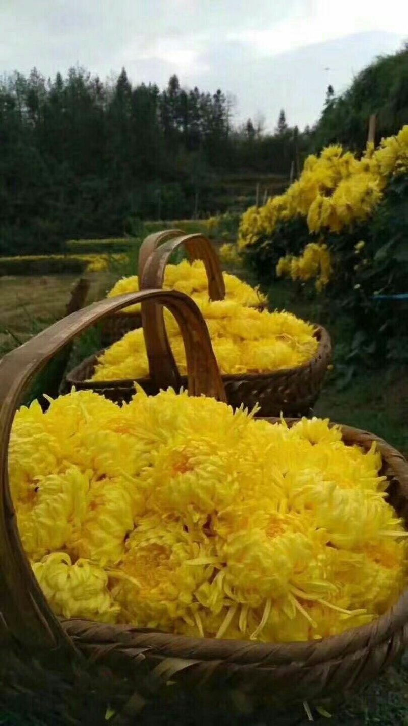 菊花茶