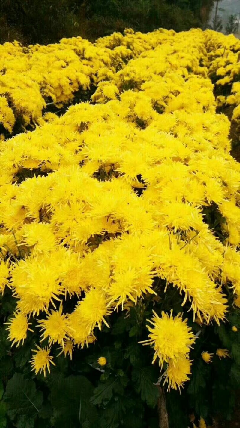 菊花茶