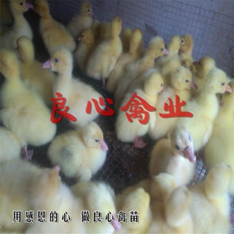 厂家直销优质白鹅苗另有灰鹅苗番鸭苗洋鸭苗