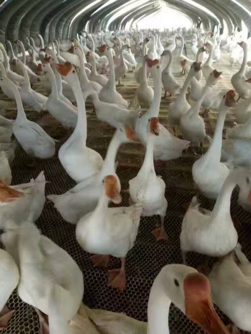 厂家直销优质白鹅苗另有灰鹅苗番鸭苗洋鸭苗