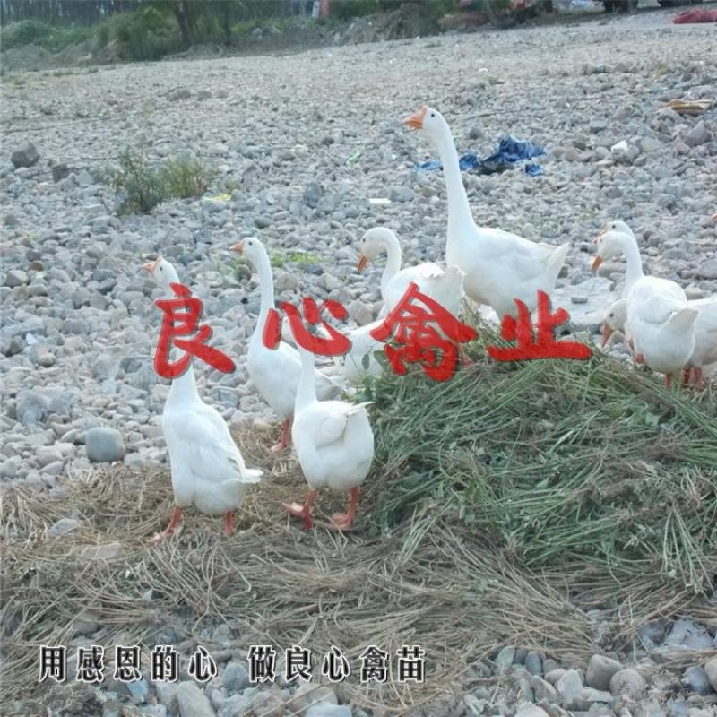 厂家直销优质白鹅苗另有灰鹅苗番鸭苗洋鸭苗