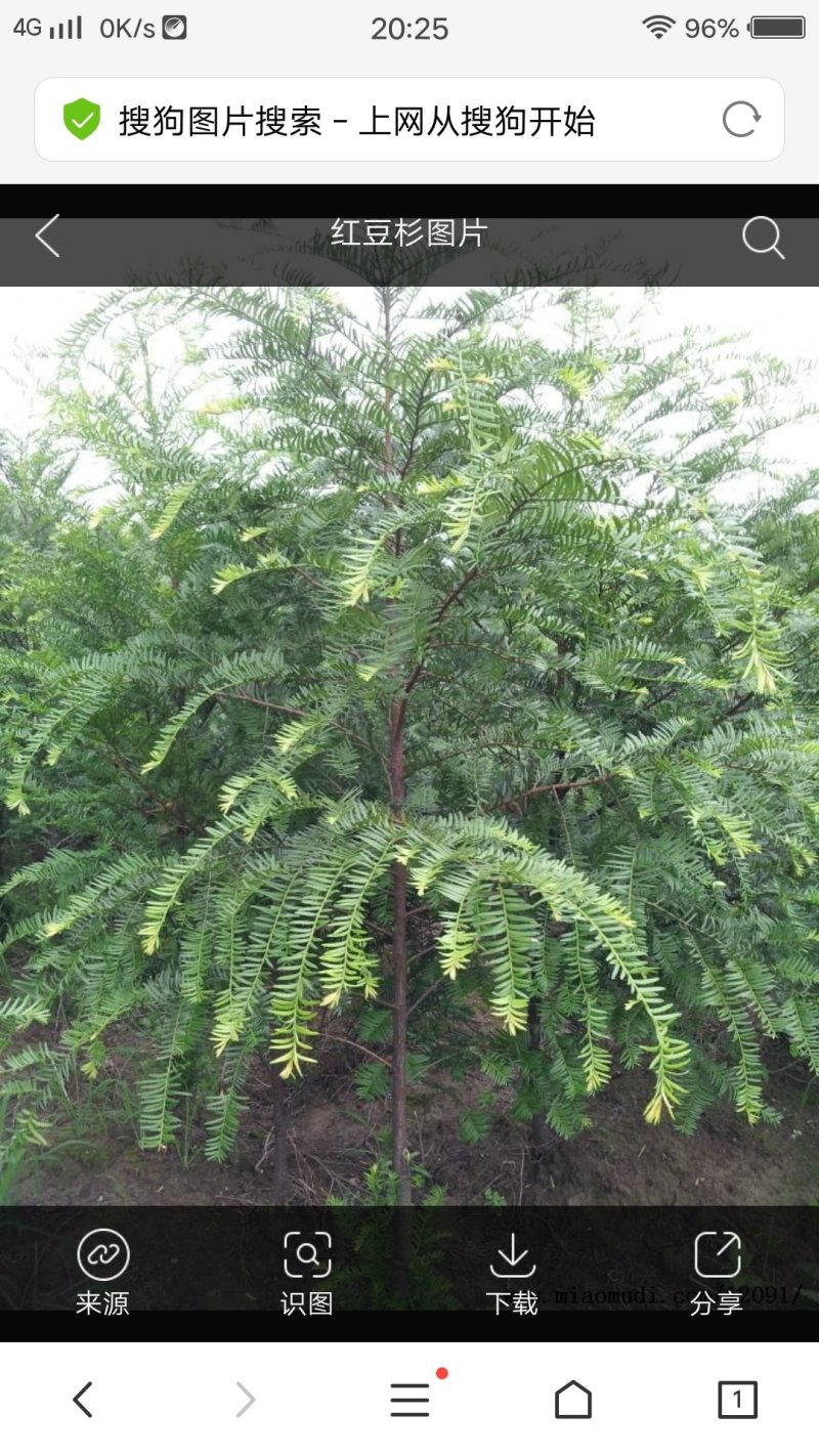 红豆杉