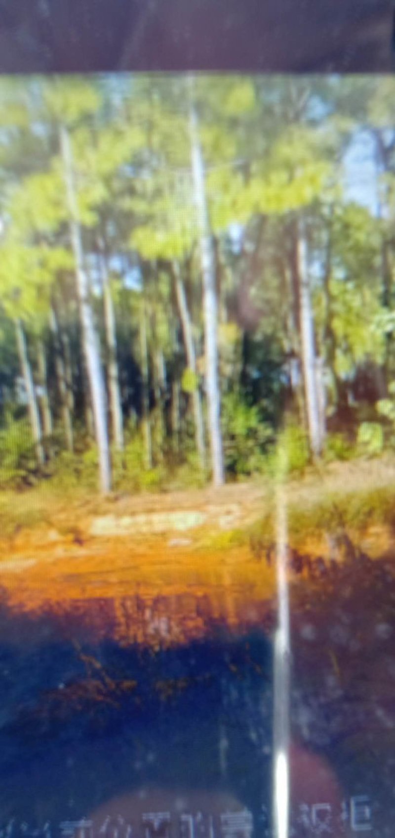 松树