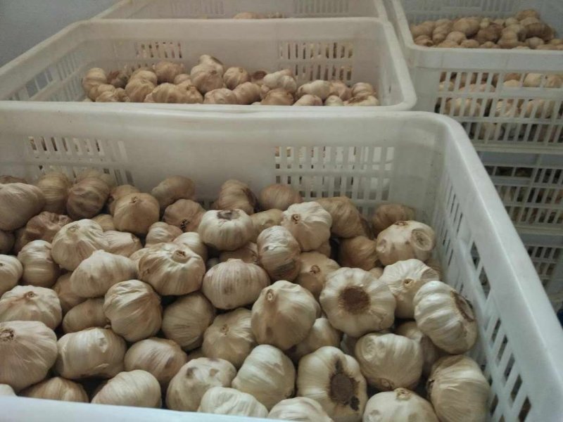 黑蒜罐装多瓣黑蒜产地发货可贴牌加工