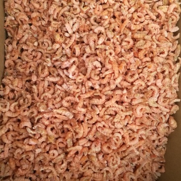 海米草虾米