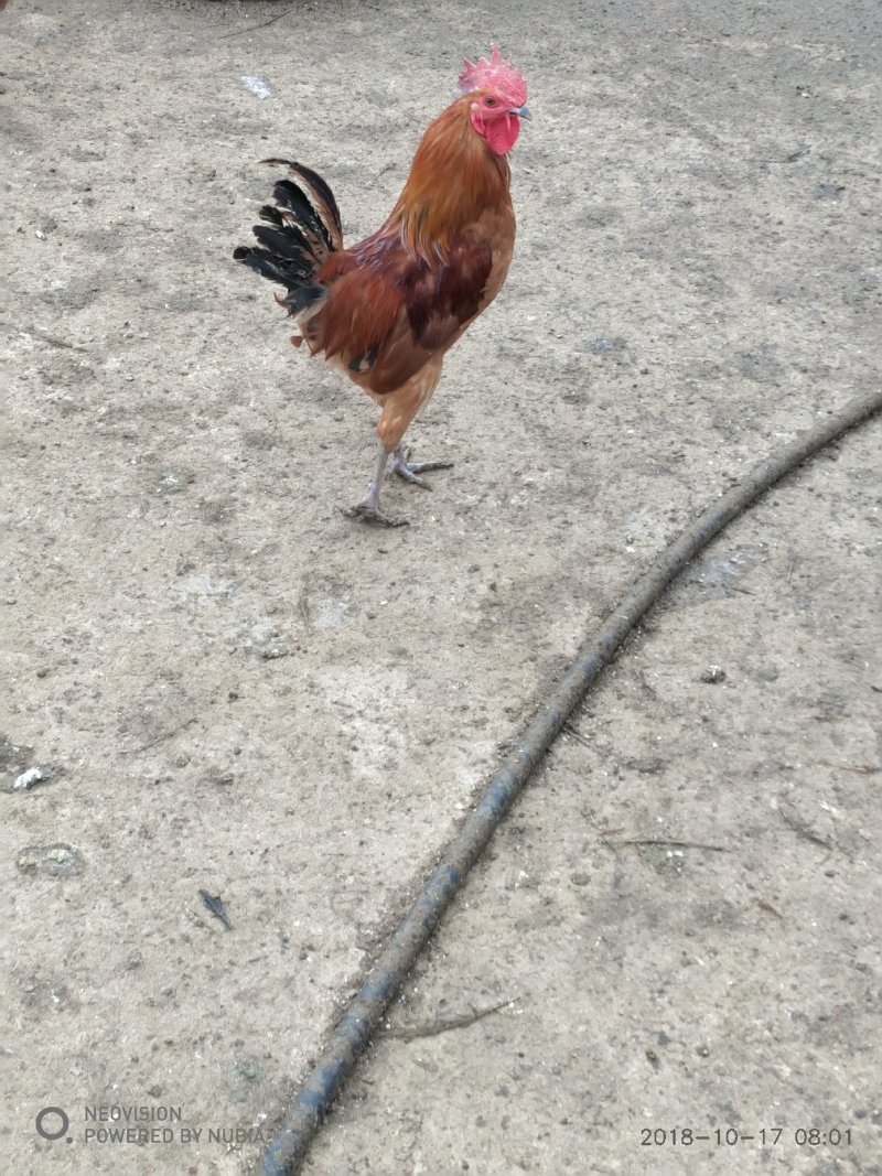 土鸡出售