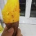 批发烟薯25