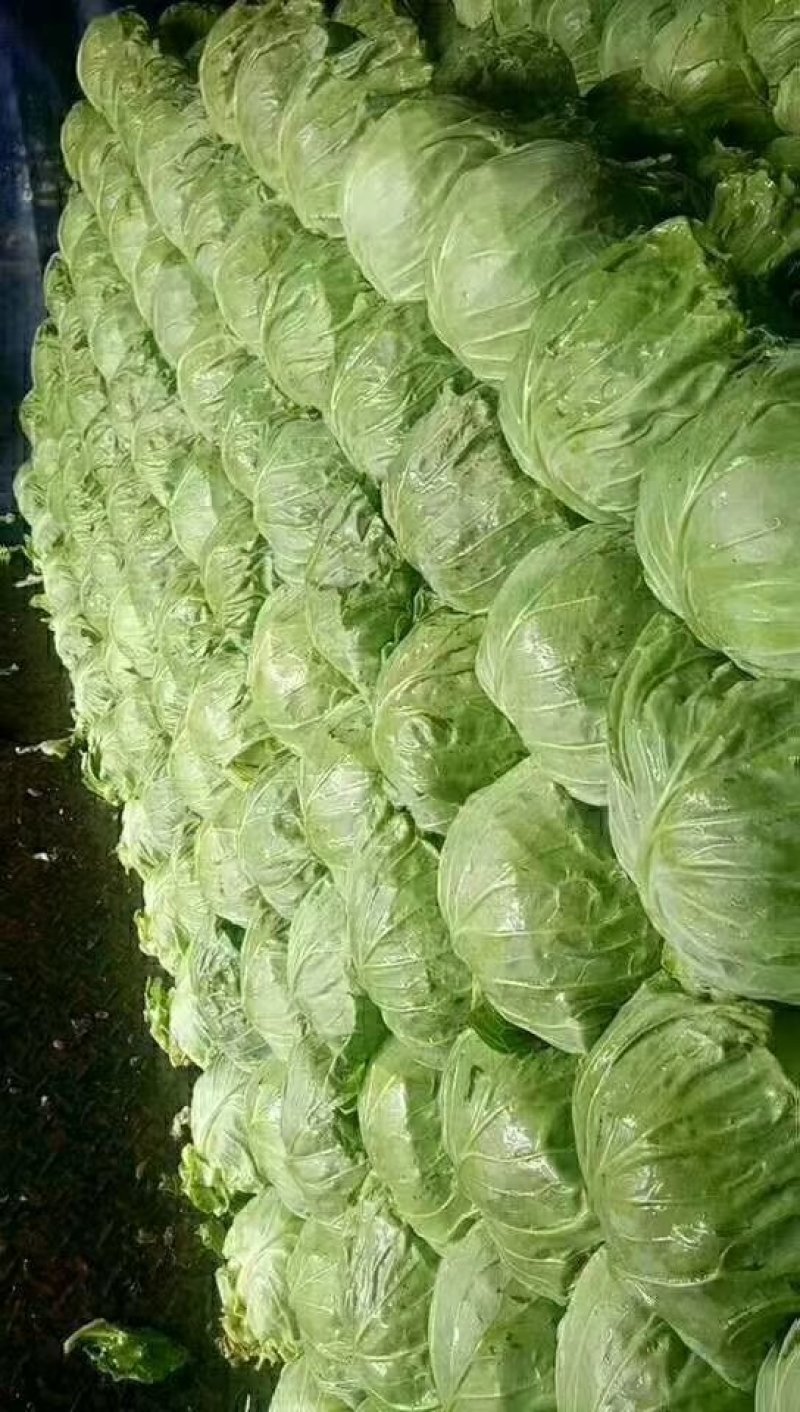 河北邯郸甘蓝色泽青绿，个头均匀有保证质量
