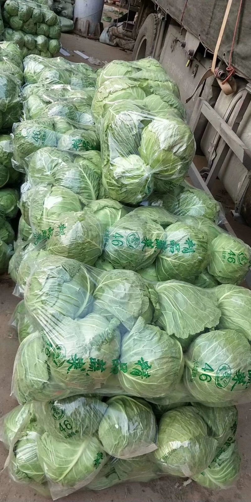 河北邯郸甘蓝色泽青绿，个头均匀有保证质量
