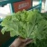 精品生菜叶菜产地直发货量充足量大从优