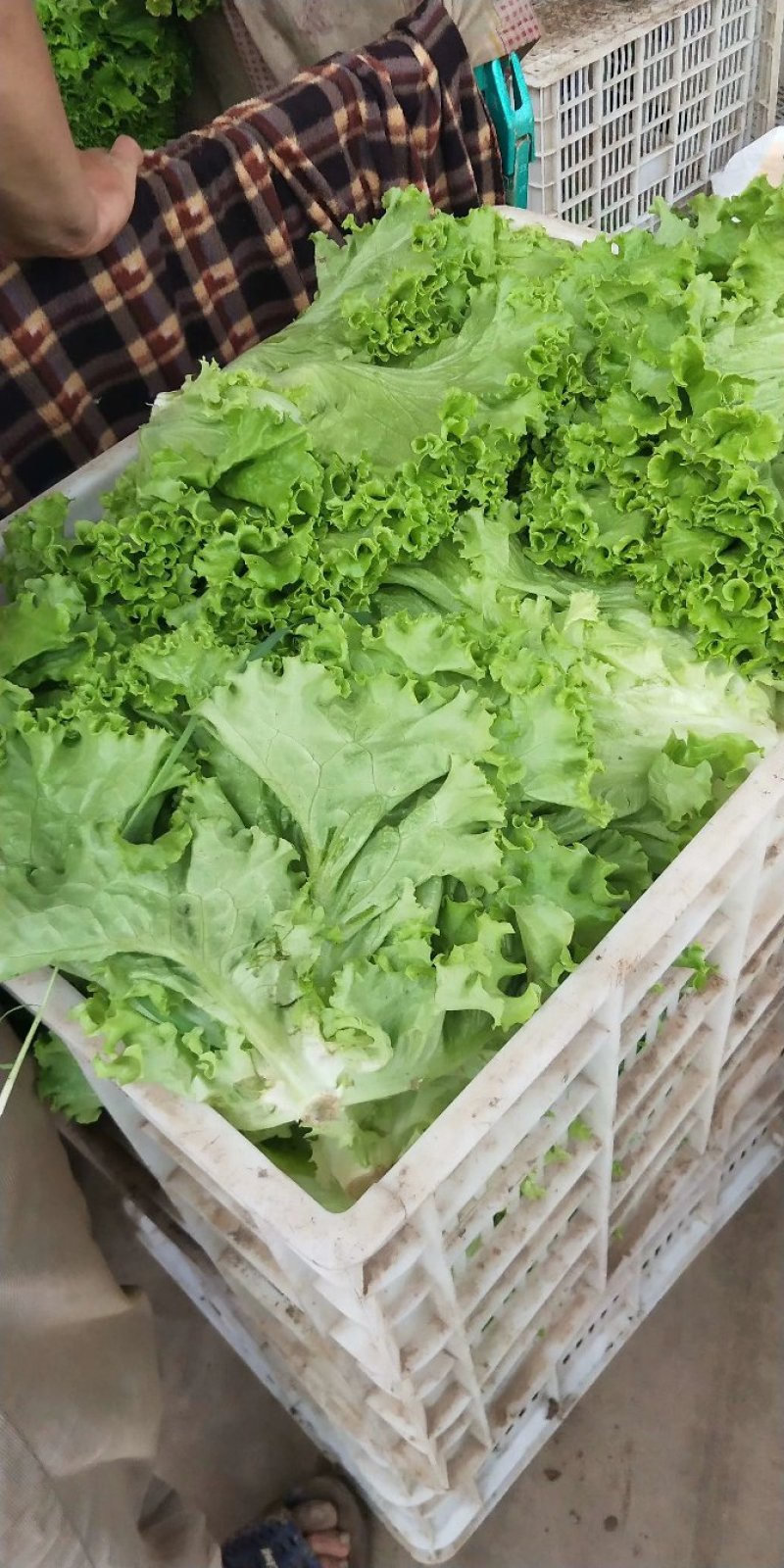 精品生菜叶菜产地直发货量充足量大从优