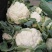 精品实花花菜，花面白净紧实，形状好，一亩田指定合作商