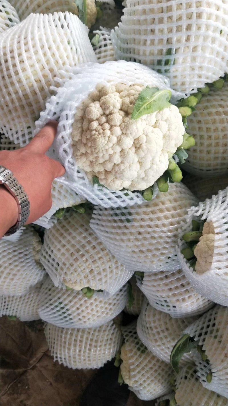 精品实花花菜，花面白净紧实，形状好，一亩田指定合作商