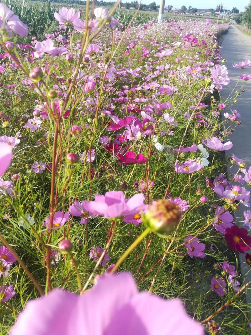 波斯菊种子