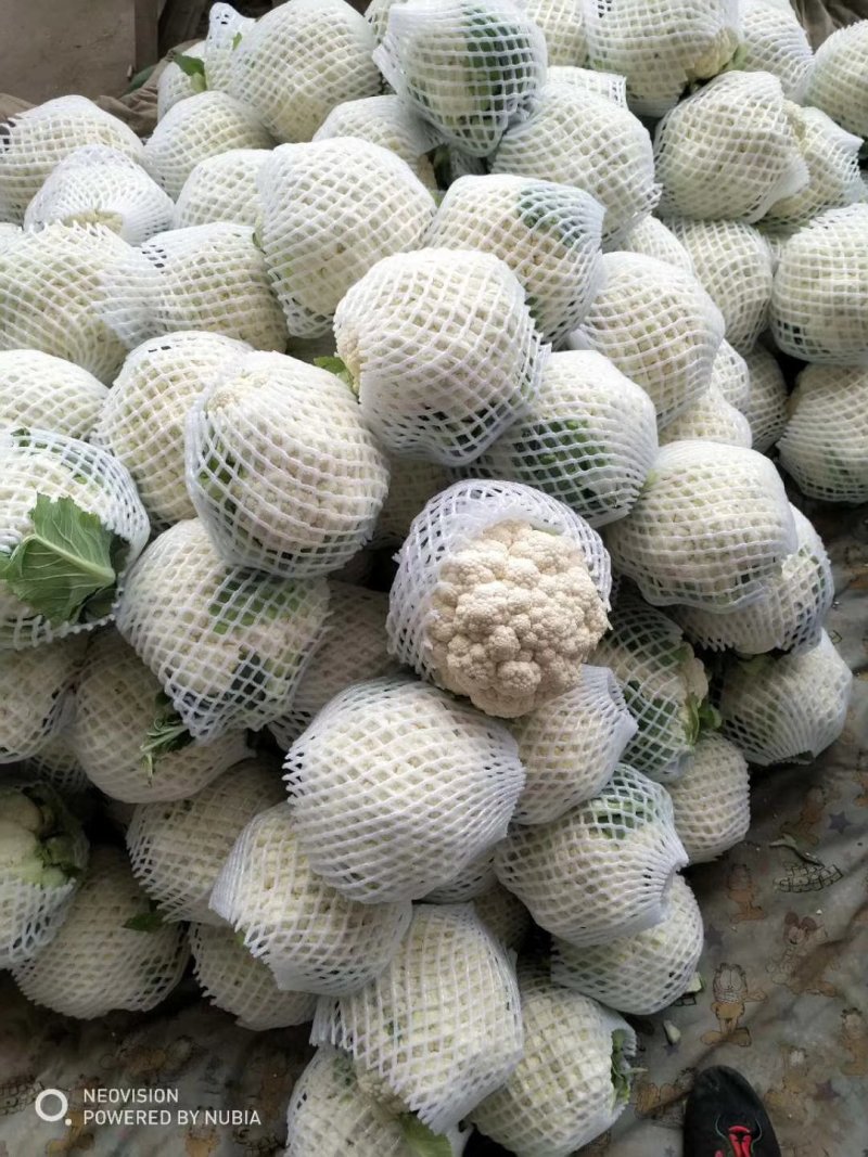 精品实花花菜，花面白净紧实，形状好，一亩田指定合作商