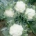 精品实花花菜，花面白净紧实，形状好，一亩田指定合作商