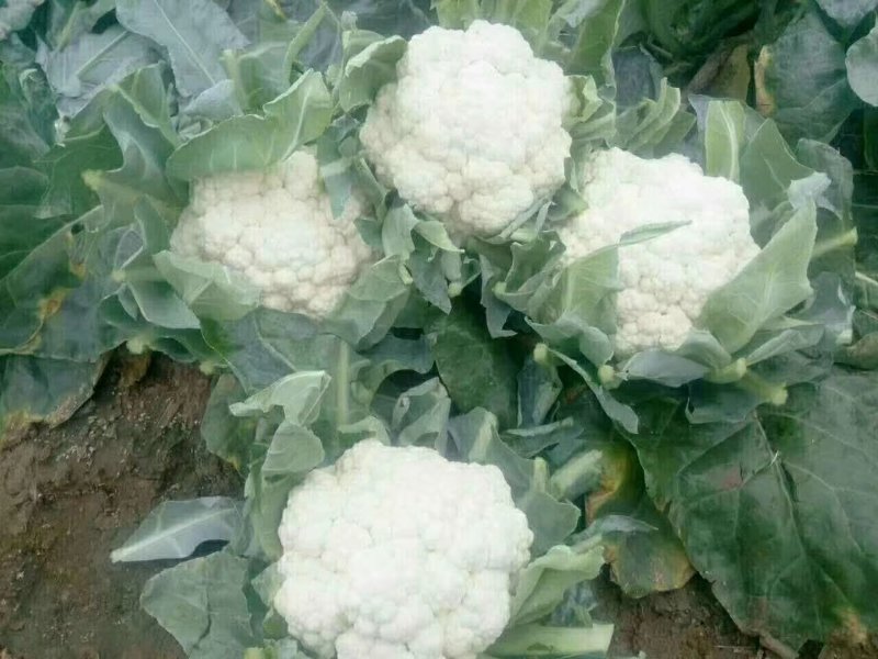 精品实花花菜，花面白净紧实，形状好，一亩田指定合作商