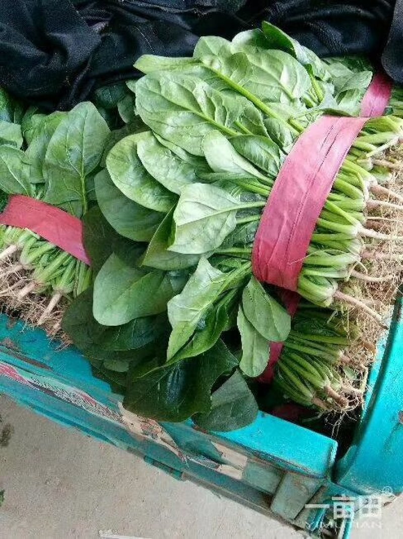 永年精品菠菜大叶菠菜，20公分到35公分，产地自产自销