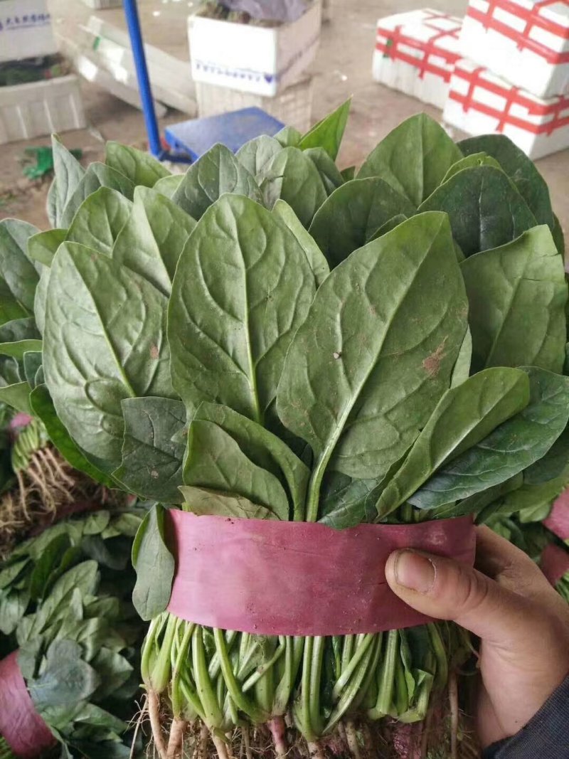 永年精品菠菜大叶菠菜，20公分到35公分，产地自产自销