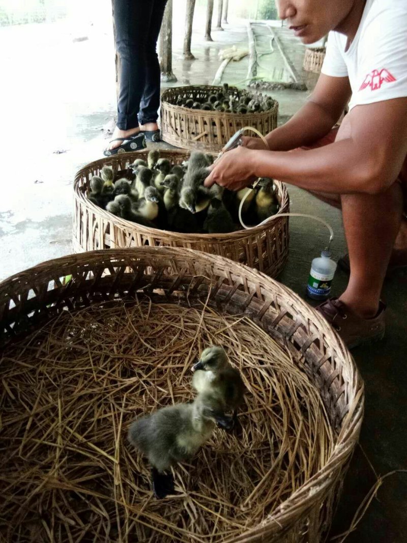 狮头鹅苗