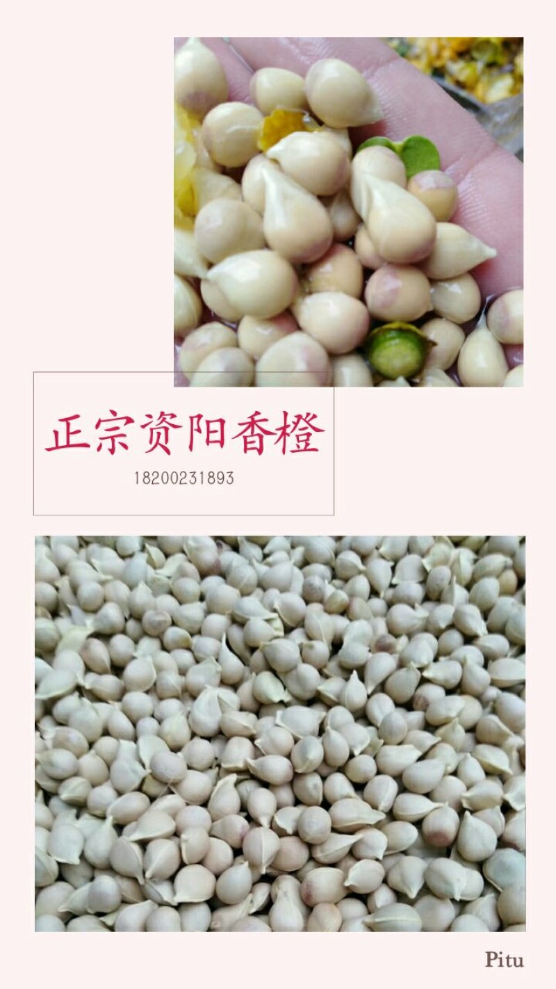 香橙种子