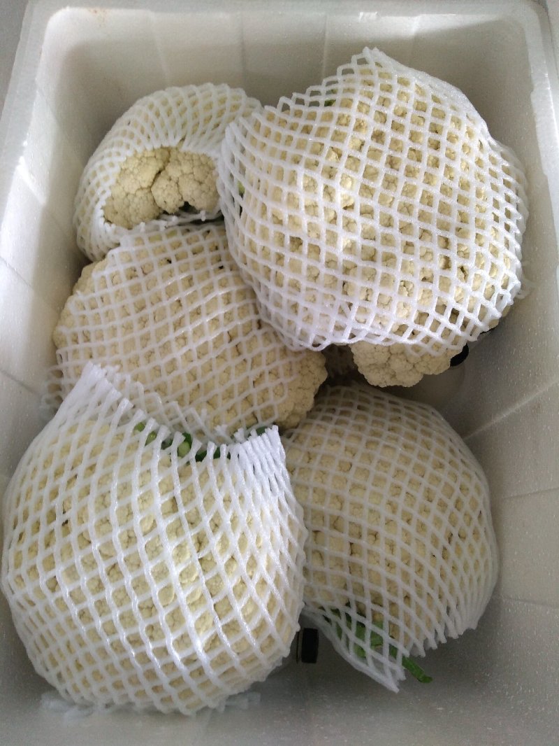 精品散花乳白基地直供净菜毛菜都有。。。