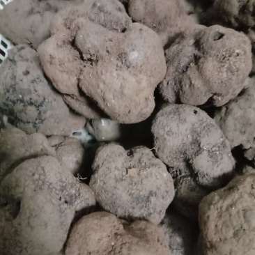 三两到六两重的松露，