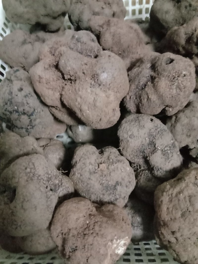 三两到六两重的松露，